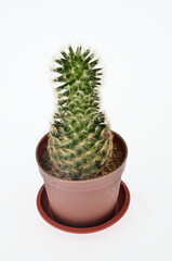 cactus desert tree on white background