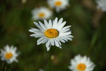 white chamomile