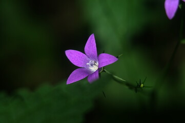purple flower on a green background