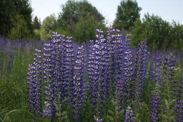 polyanka purple white lupines