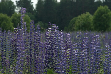 polyanka purple white lupines