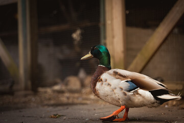 Male duck in a pen