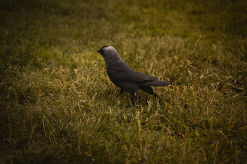 Crow in a field