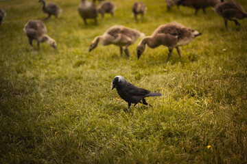 Crow in a field with ducklings behind him