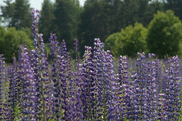 polyanka purple white lupines