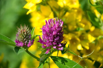 red clover on a background of yellow flowers