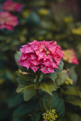 Pink blossomed Hydrangea