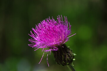 Arctium l&aacute;ppa blooms pink