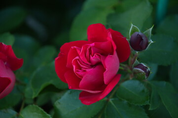 red rose in garden