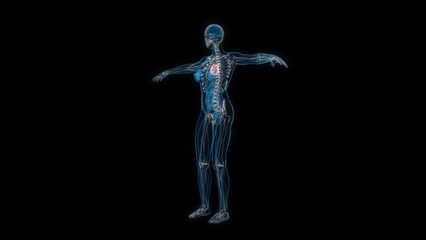 Human female body heart 3d hologram. 3D illustration