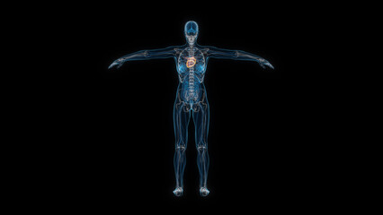 Human female body heart 3d hologram back view. 3D illustration