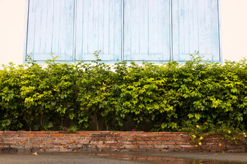 Low view background of a small hedge wall on a brick wall niche close to an old blue wooden window.