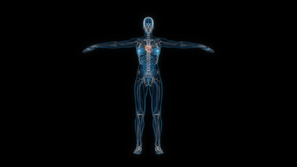 Human female body heart 3d hologram front view. 3D illustration