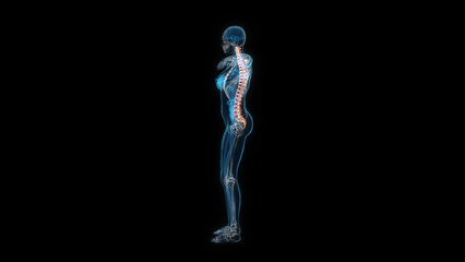 Human female body spine 3d hologram side view. 3D illustration