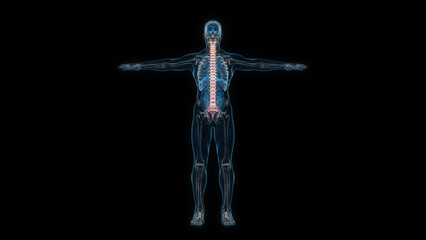 Human male body spine 3d hologram front view. 3D illustration
