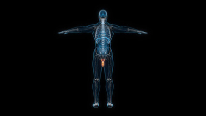 Human male body reproductive organ 3d hologram back view. 3D illustration