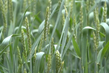 Common wheat (Triticum aestivum), also known as bread wheat, is a cultivated wheat species.