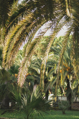 Green Palm tree leaves - 515631618