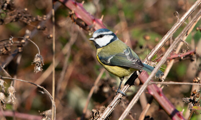Eurasian blue tit