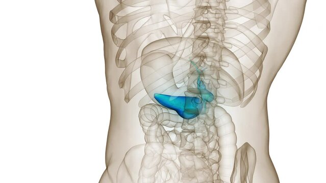 Human Internal Organs Pancreas with Gallbladder Anatomy Animation Concept
