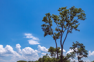 滋賀県守山市　夏の地球市民の森