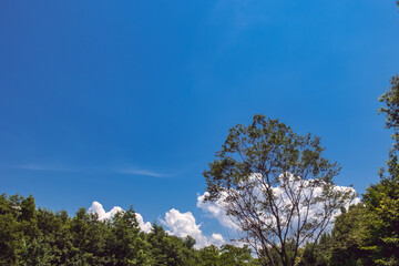 滋賀県守山市　夏の地球市民の森