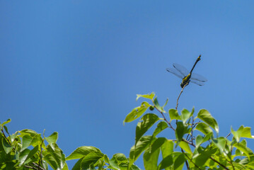 滋賀県守山市　夏の地球市民の森