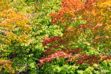 初秋の支笏湖「北海道」