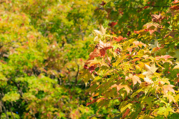 初秋の支笏湖「北海道」