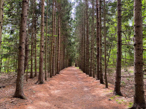 Trail lined by paralell trees
