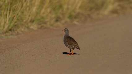   Natal Spurfowl ( Pternistis natalensis) Pilanesberg Nature Reserve, South Africa