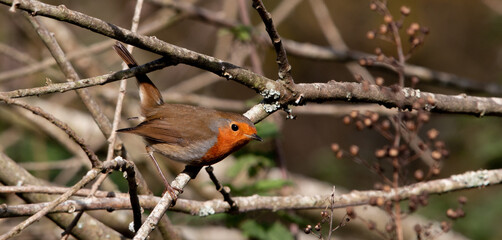 robin on branch