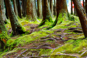 Sulphurean moss on the trees