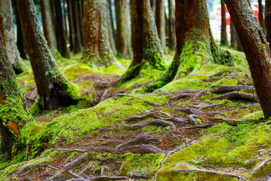 Sulphurean moss on the trees