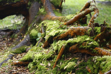 Moss on the tree's root