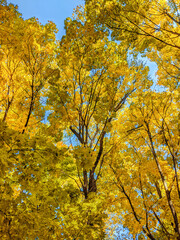 Autumn yellow crowns of maple trees in september sunny day and a blue sky.