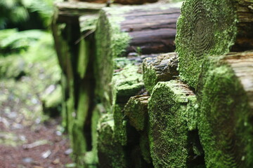 Moss on the trunks