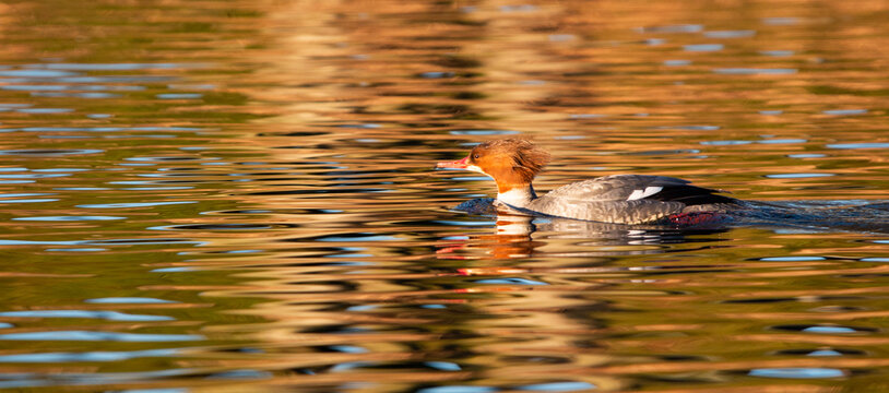 Common Merganser