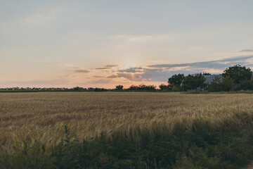 Fototapeta na wymiar A field of wheat at sunset