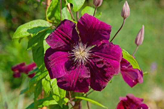 Beautiful bright purple Clematis flower with buds close-up against the background of green leaves
