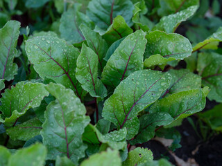 Some beet plants growing in a vegetable garden