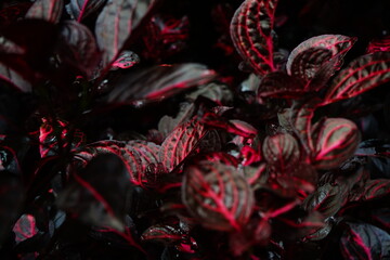 Deep Azores red vegetation, Portugal