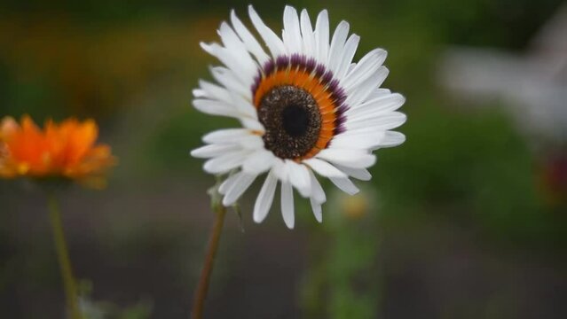 Fabulously beautiful white and red aster flowers in the wind