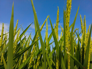 A close-up image of a rice field in Java Island of Indonesia with a blue sky and white clouds background.
