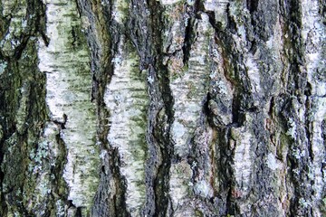 bark of a tree
