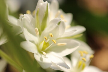 Fototapeta na wymiar Mountain white flower 