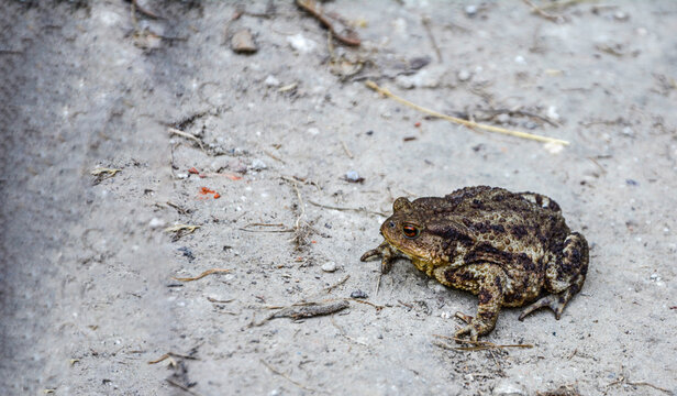 Common toad (Bufo bufo) closeup .