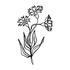 Fototapeta na wymiar Cornflower black ink vector sketches. Hand drawn doodles vector