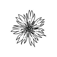 Cornflower. Hand drawn doodles vector