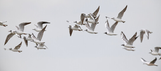 Black-headed gulls // Lachmöwen (Chroicocephalus ridibundus)